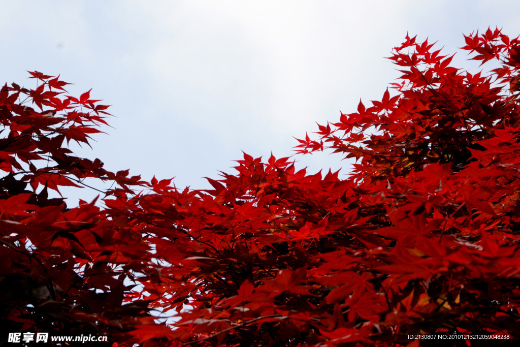 日本红叶