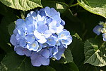 紫阳花