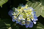 紫阳花
