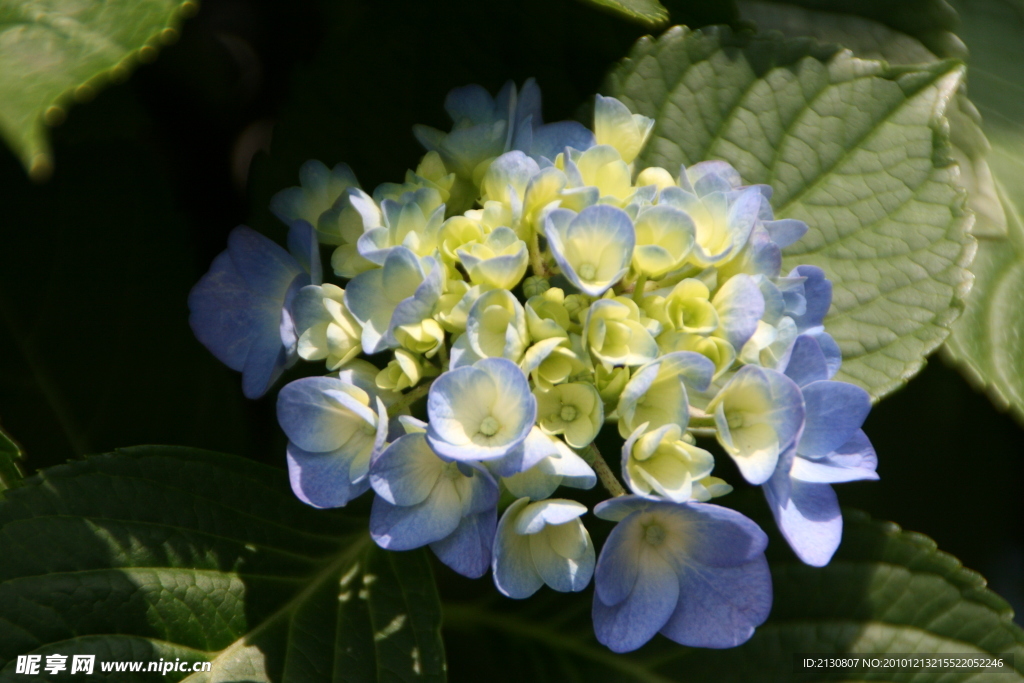 紫阳花