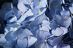 紫阳花特写