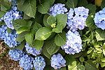 紫阳花