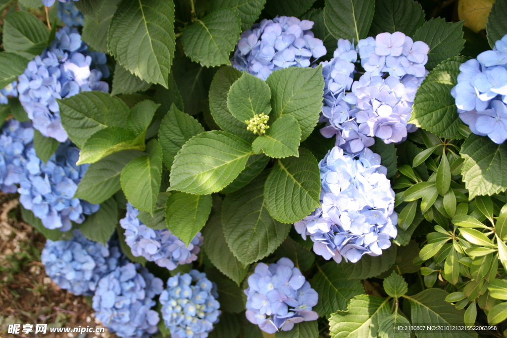 紫阳花