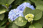 紫阳花