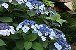 紫阳花