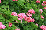 花丛
