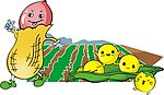 矢量花生
