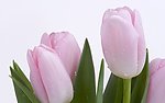 水仙花