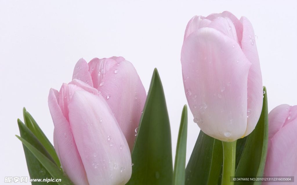 水仙花