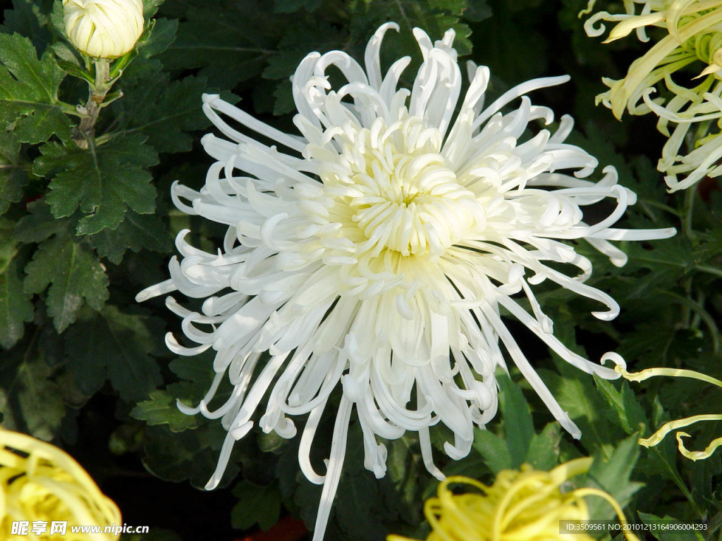 菊花003