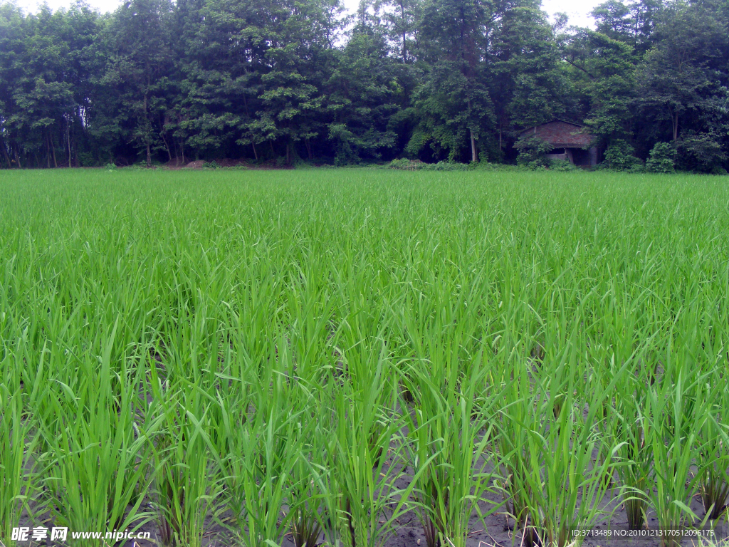 整齐的水稻田