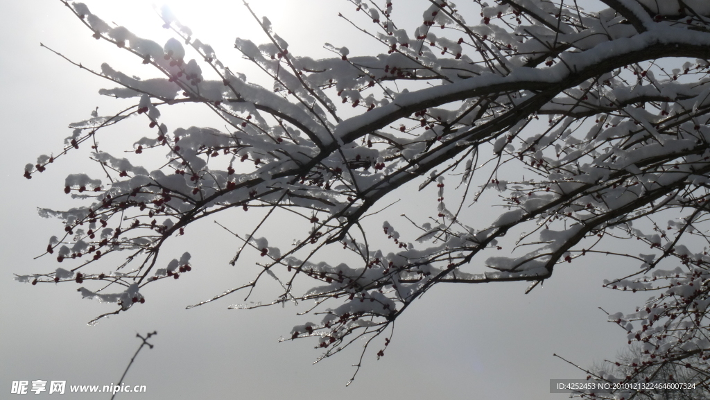 雪中红豆