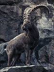 山羊
