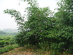 竹林