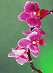 兰花