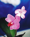 兰花特写