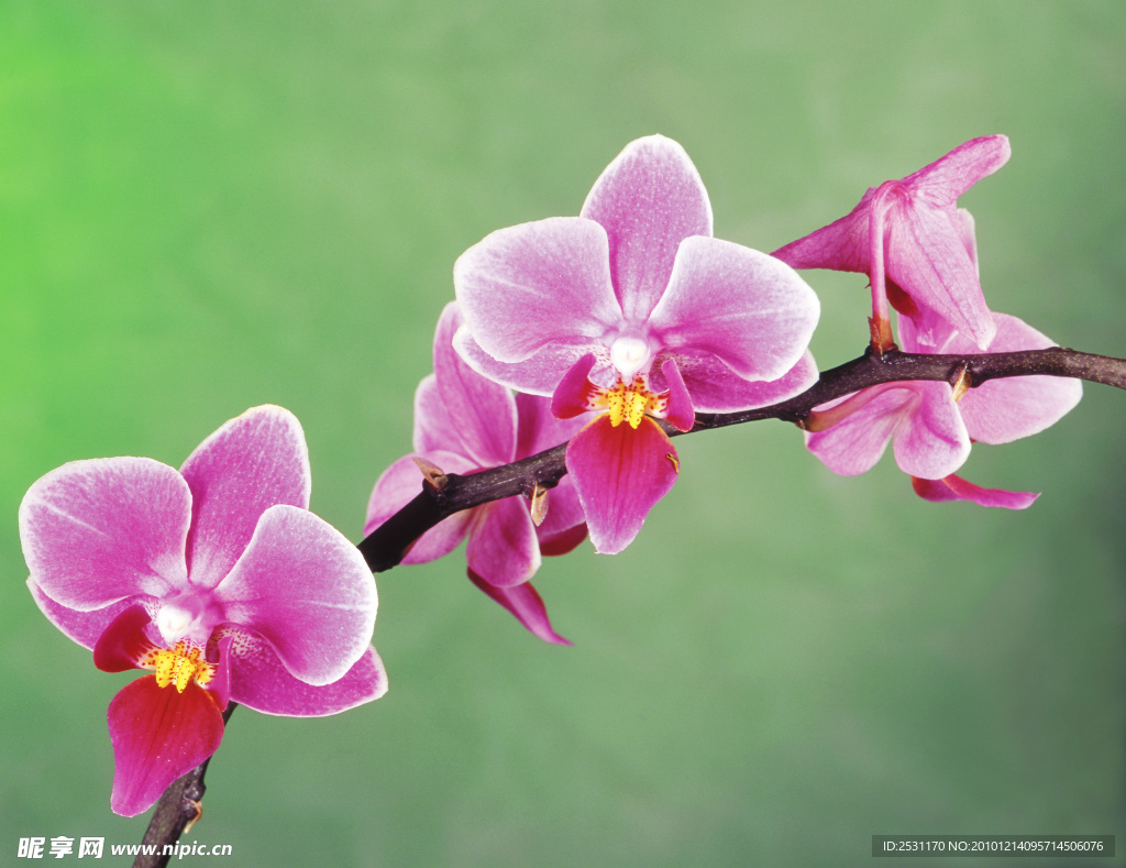 粉红色兰花