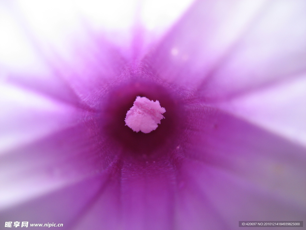 高清花蕊