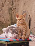 小猫