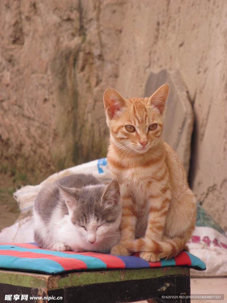 小猫