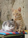 小猫