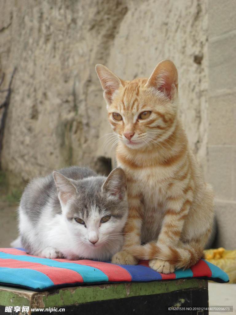 小猫