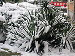 下雪天