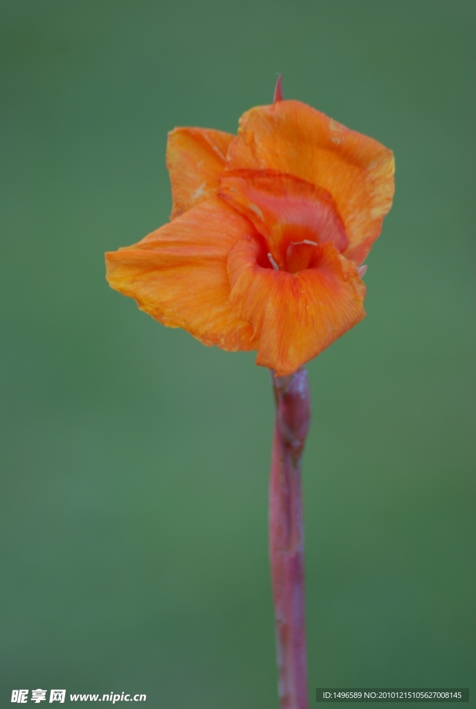花的特写