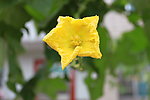 丝瓜的花