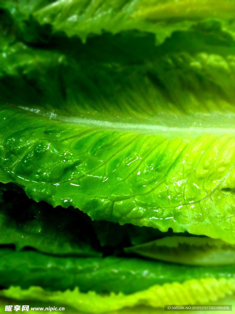 绿色蔬菜