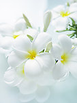 浴池鲜花