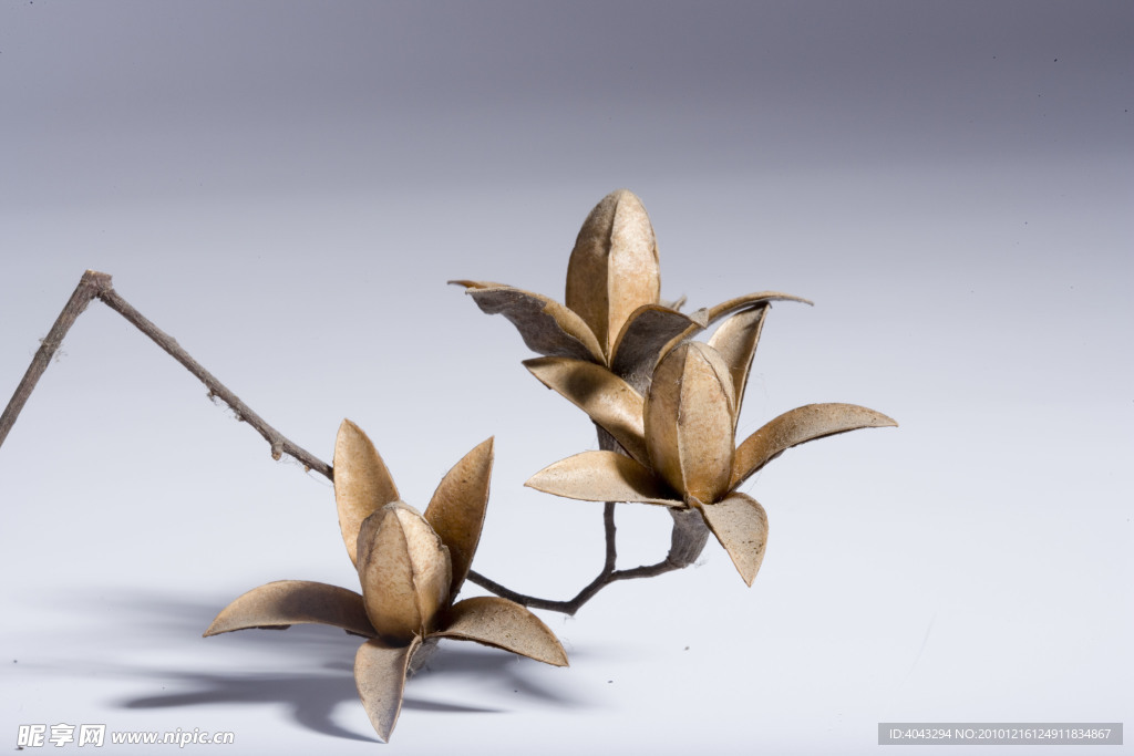 干花树枝组合