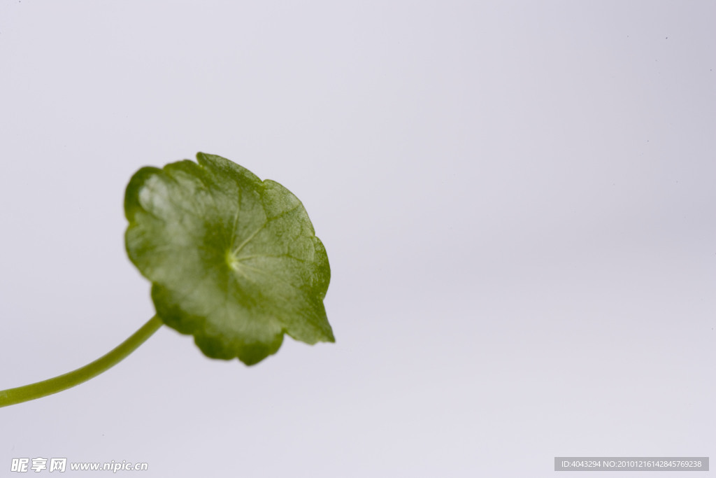 花形草