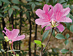杜鹃花