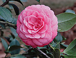 金茶花