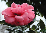 金茶花