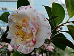 金茶花