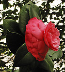 金茶花