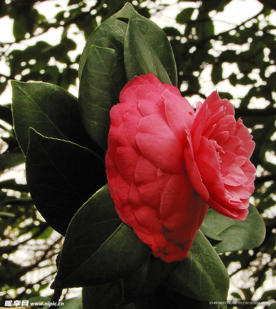 金茶花