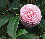 金茶花