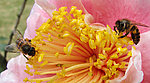 蜜蜂