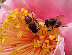 蜜蜂