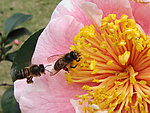 蜜蜂