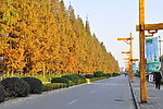 江心州的路