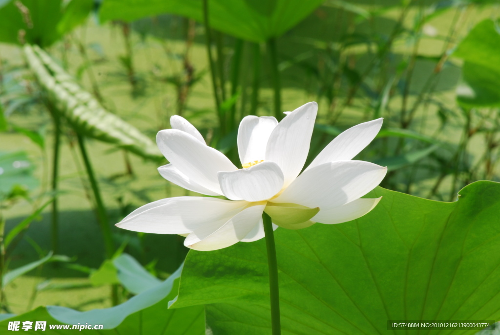 白莲花