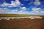 内蒙古 羊群