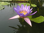 莲花
