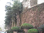 藤条