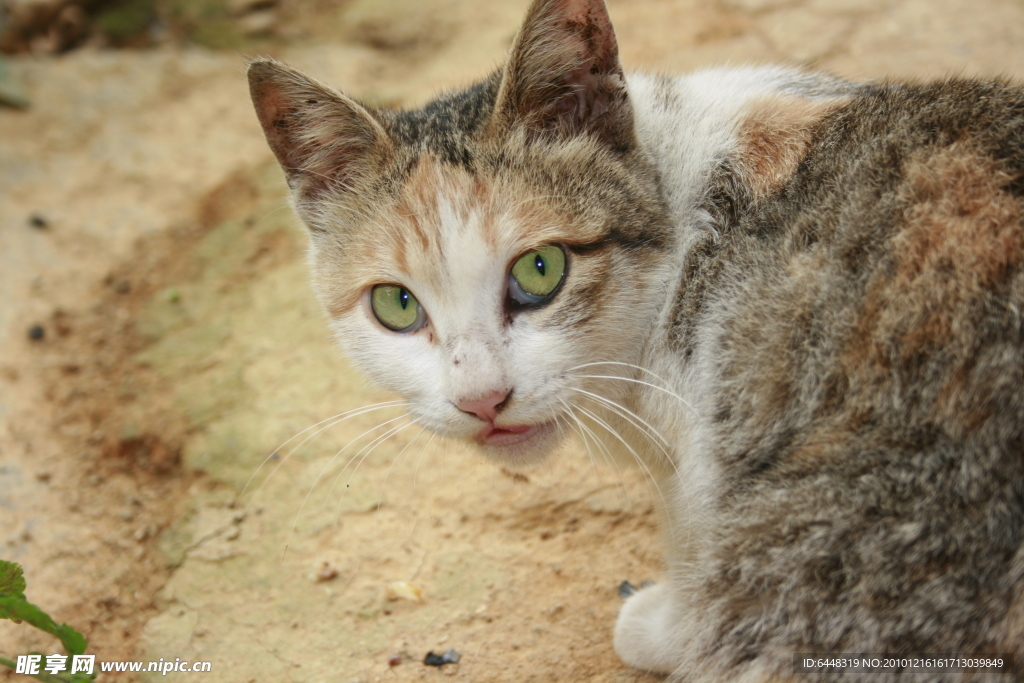 猫咪