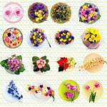 盘子中的鲜花